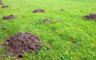 Proven Strategies to Prevent and Eliminate Moles and Keep Them Away…