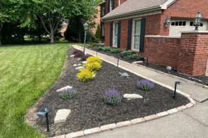 Mulched front-yard garden with purple lavender, a yellow shrub, stone stepping stones, and a brick house beside a sidewalk.