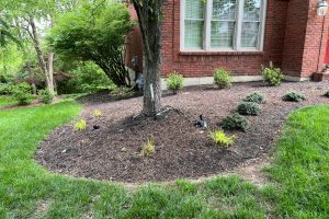 Brick house with a mulched circular garden bed around a tree and small shrubs along the foundation.