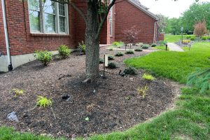 Mulched garden bed around a large tree beside a brick building with small shrubs and a walkway in the background.