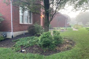 Brick building with a mulched garden bed, a tree, and trimmed shrubs along the foundation; morning light filters through mist.