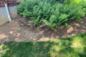 Fern border along a brick house foundation with mulch, pine needles, and a downspout; grass in the foreground and a shoe visible at bottom-left for scale.