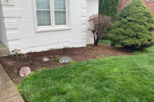 Mulched planting bed along a white brick house with decorative rocks, a small bare tree, and a large evergreen shrub, with a green lawn in the foreground.