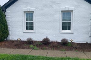 White brick wall with two large windows and a mulch bed with small shrubs along the foundation.