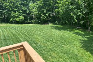 Backyard with a wooden deck railing in the foreground and a green lawn bordered by trees in the background, sunlit.