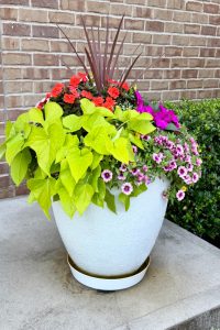 Decorative white planter with lime-green heart-shaped leaves, red flowers, purple and pink petunias, tall burgundy foliage, against a brick wall.