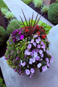 Round planter along a sidewalk filled with pink, purple, and red petunias surrounding a tall burgundy spiky plant center